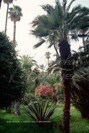 Image du Maroc Professionnelle de  Le Jardin Majorelle une pure merveille crée par le peintre français Jacques Majorelle, qui a eu le coup de foudre pour Marrakech. Yves Saint Laurent et Pierre Bergé font l’acquisition de ce havre de paix durant les années quatre-vingt où Yves Saint Laurent dessina plusieurs pièces. son voeux était de faire de ce parc une œuvre d’art vivante. On y découvre des plantes provenant des cinq continents, yuccas d’Océanie, lotus d’Asie, cactus d’Amérique, palmiers d’Afrique et cyprès d’Europe …, à Marrakech le Lundi 18 Août 1997. ((Photo / Abdeljalil Bounhar)